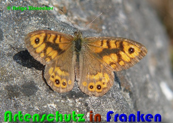 © Artenschutz in Franken® / Helga Zinnecker Bild zum Eintrag (1043626-160)