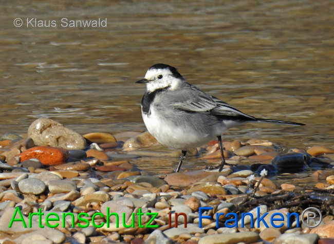 © Artenschutz in Franken® / Klaus Sanwald Bild zum Eintrag (1043725-160)