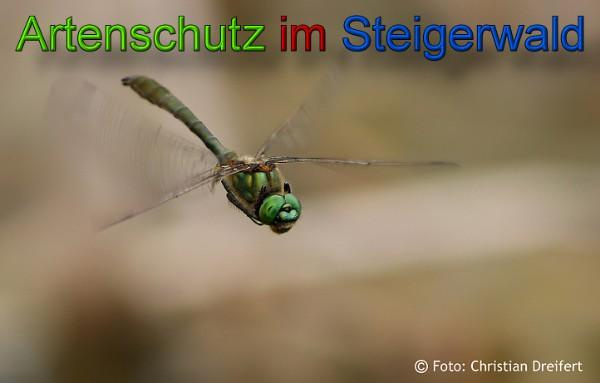© Artenschutz in Franken® / Christian Dreifert Bild zum Eintrag (1043840-160)
