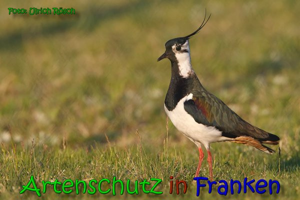 © Artenschutz in Franken® / Ulrich Rösch Bild zum Eintrag (1043848-160)