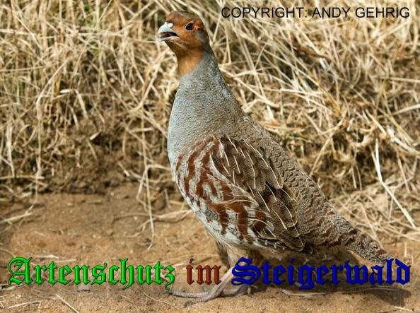 © Artenschutz in Franken® / Andreas Gehrig Bild zum Eintrag (1044154-160)