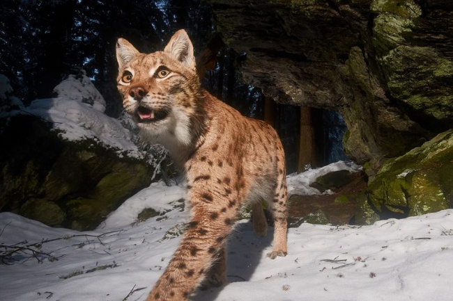 © Foto: Julius Kramer/fokusnatur.de Bild zum Eintrag (1044269-160)