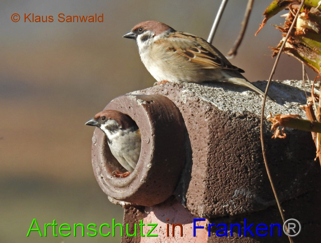 © Artenschutz in Franken® / Klaus Sanwald Bild zum Eintrag (1044441-160)