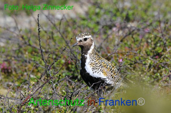 © Artenschutz in Franken® / Helga Zinnecker Bild zum Eintrag (1044724-160)