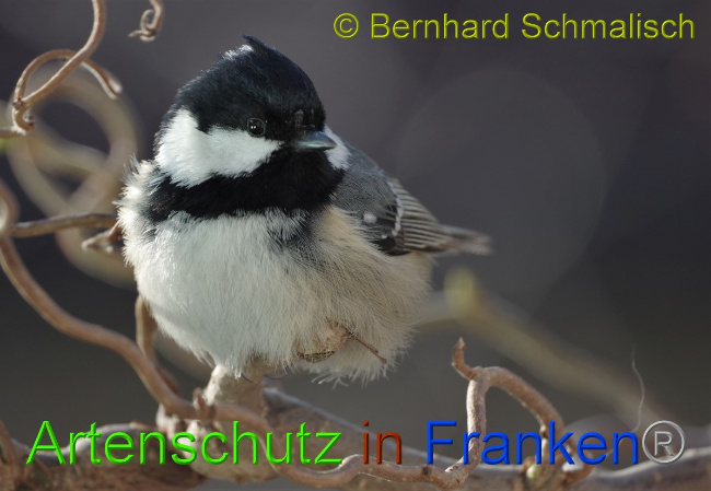© Artenschutz in Franken® / Bernhard Schmalisch Bild zum Eintrag (1044805-160)
