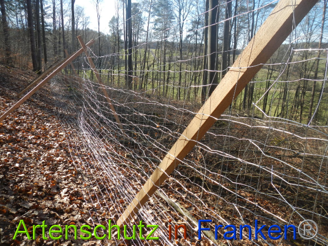 © Artenschutz in Franken® Bild zum Eintrag (1044837-160)