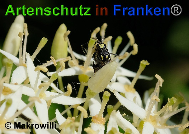 © Artenschutz in Franken® / Willibald Lang Bild zum Eintrag (1044906-160)