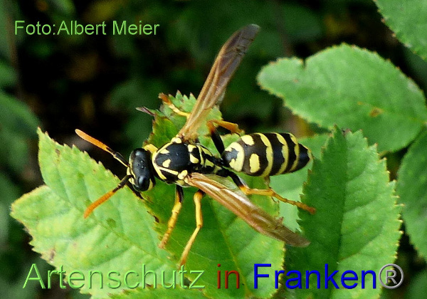 © Artenschutz in Franken® / Albert Meier Bild zum Eintrag (1044995-160)