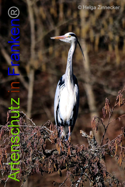 © Artenschutz in Franken® / Helga Zinnecker Bild zum Eintrag (1045221-160)