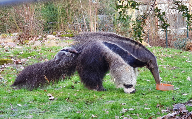 © ZOOLOGISCHER GARTEN MAGDEBURG gGmbH Bild zum Eintrag (1045223-160)