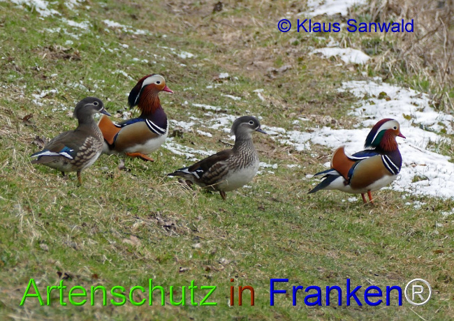 © Artenschutz in Franken® / Klaus Sanwald Bild zum Eintrag (1045315-160)