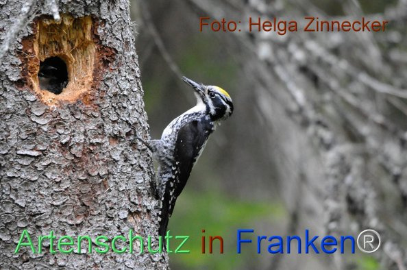 © Artenschutz in Franken® / Helga Zinnecker Bild zum Eintrag (1045387-160)