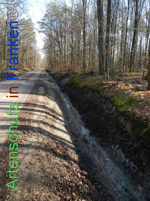 © Artenschutz in Franken® Bild zum Eintrag (1045411-160)