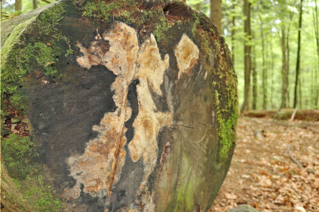 © Foto: Annette Nigl /Nationalpark Bayerischer Wald Bild zum Eintrag (1045516-160)