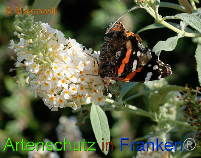 © Artenschutz in Franken® / Makrowilli Bild zum Eintrag (1045599-160)