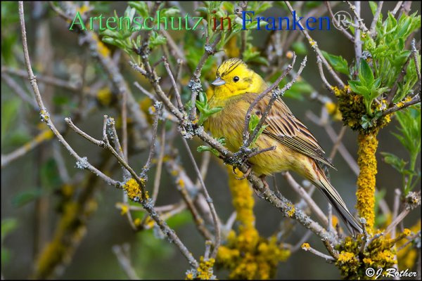 © Artenschutz in Franken® / Johannes Rother Bild zum Eintrag (1045605-160)