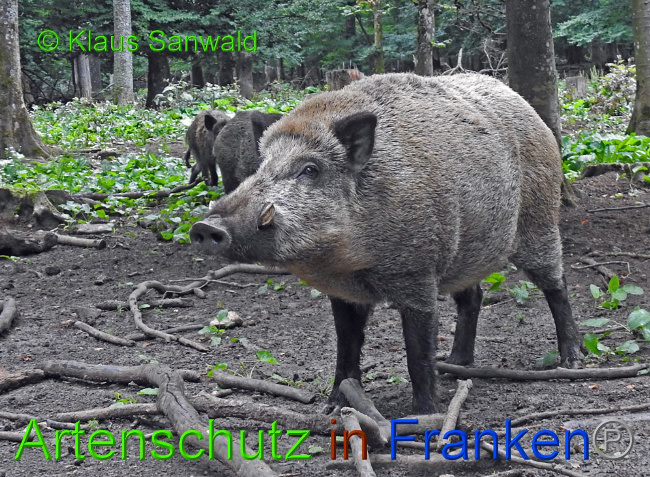 © Artenschutz in Franken® / Klaus Sanwald Bild zum Eintrag (1045642-160)