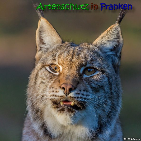 © Artenschutz in Franken® / Johannes Rother Bild zum Eintrag (1045741-160)