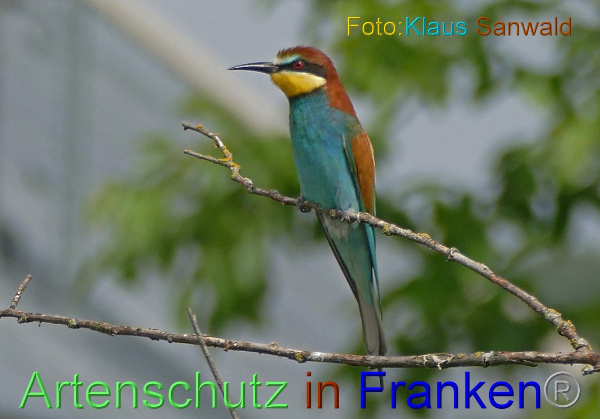 © Artenschutz in Franken® / Klaus Sanwald Bild zum Eintrag (1045857-160)