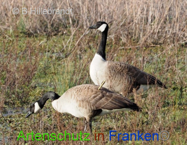 © Artenschutz in Franken® / B.Hillebrandt Bild zum Eintrag (1045951-160)