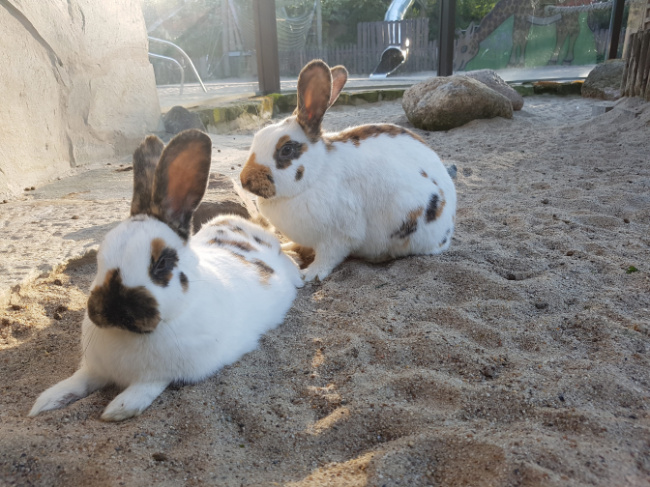 © ZOOLOGISCHER GARTEN MAGDEBURG gGmbH Bild zum Eintrag (1046054-160)