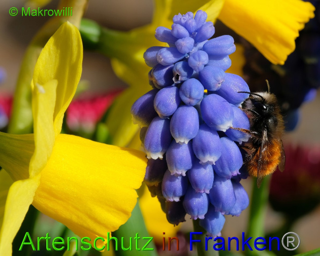Ā© Artenschutz in FrankenĀ® / Makrowilli Bild zum Eintrag (1046056-160)
