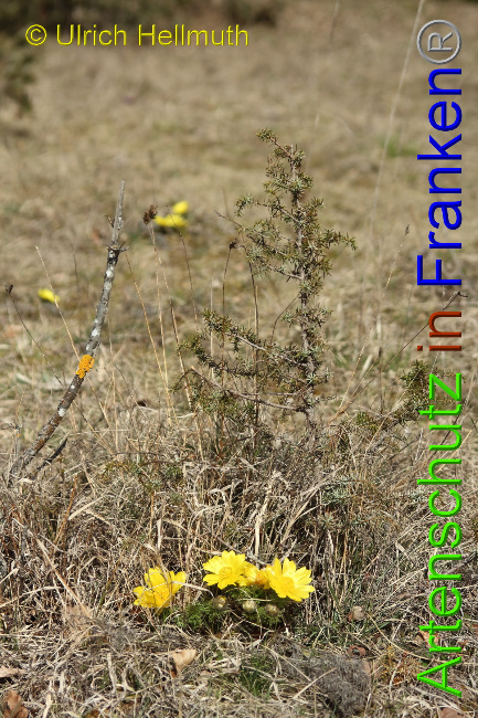 © Artenschutz in Franken® / Ulrich Hellmuth Bild zum Eintrag (1046085-160)
