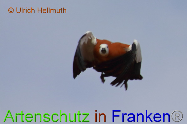 © Artenschutz in Franken® / Ulrich Hellmuth Bild zum Eintrag (1046432-160)