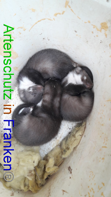 © Artenschutz in Franken® Bild zum Eintrag (1046571-160)
