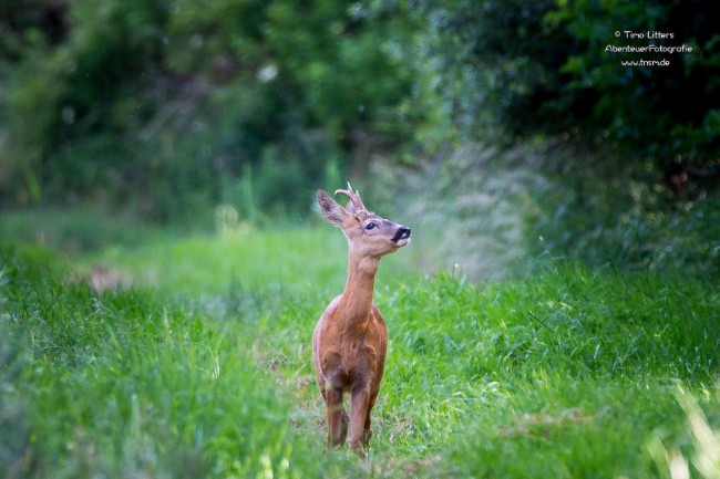 © Timo Litters, Wildtierschutz Deutschland e.V. Bild zum Eintrag (1046670-160)