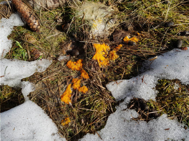 © Peter Karasch/Nationalpark Bayerischer Wald Bild zum Eintrag (1046682-160)