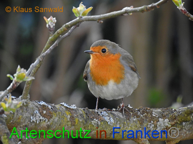 Ā© Artenschutz in FrankenĀ® / Klaus Sanwald Bild zum Eintrag (1046747-160)
