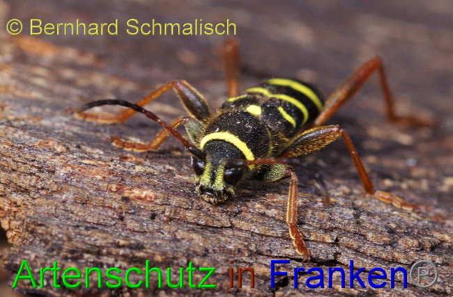 © Artenschutz in Franken® / Bernhard Schmalisch Bild zum Eintrag (1046909-160)
