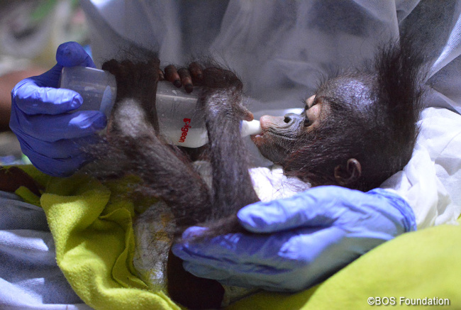 © BOS Foundation Bild zum Eintrag (1046946-160)