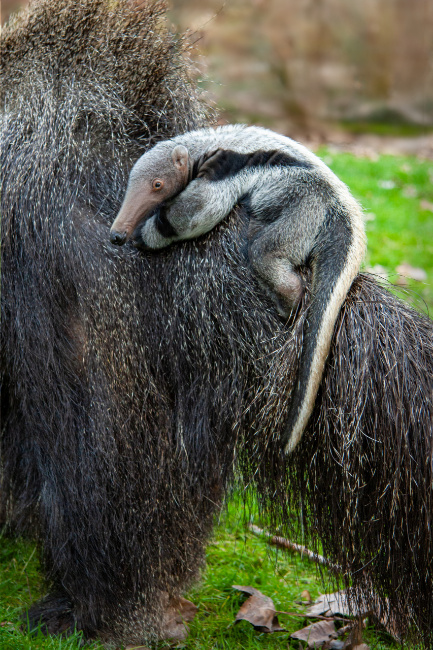 © ZOOLOGISCHER GARTEN MAGDEBURG gGmbH Bild zum Eintrag (1047023-160)