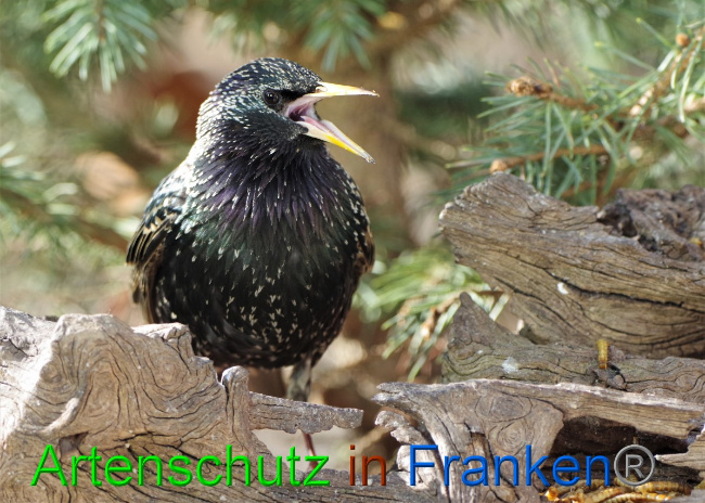 © Artenschutz in Franken® / Bernhard Schmalisch Bild zum Eintrag (1047027-160)