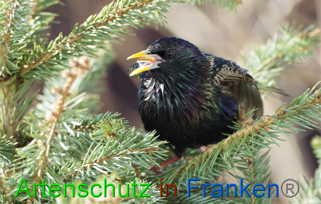 © Artenschutz in Franken® / Bernhard Schmalisch Bild zum Eintrag (1047029-160)