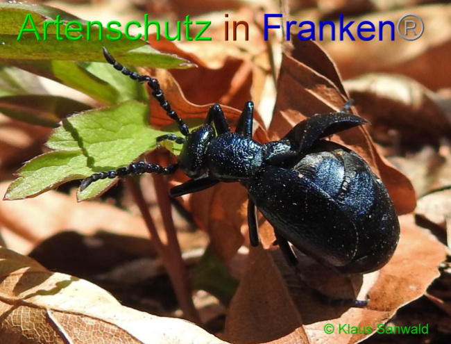 © Artenschutz in Franken® / Klaus Sanwald Bild zum Eintrag (1047076-160)