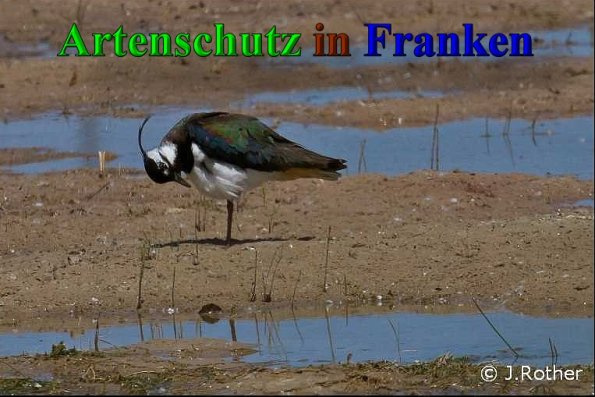 © Artenschutz in Franken® / Johannes Rother Bild zum Eintrag (1047211-160)