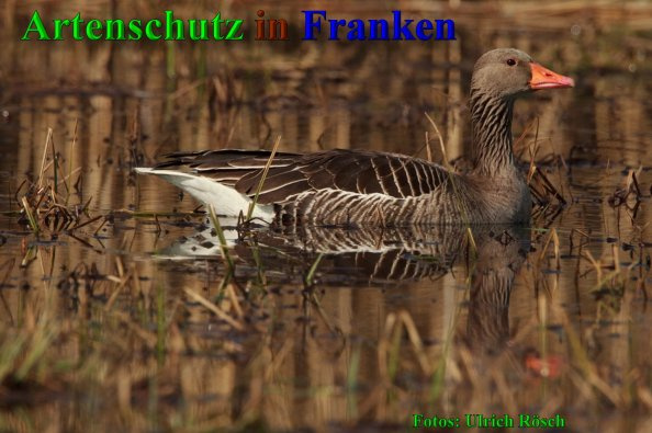 © Artenschutz in Franken® / Ulrich Rösch Bild zum Eintrag (1047326-160)