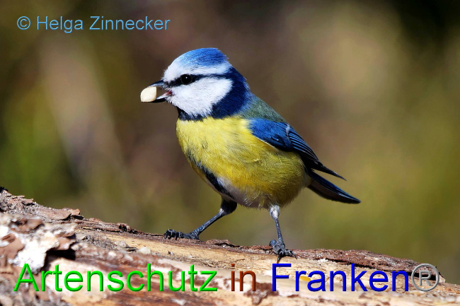 © Artenschutz in Franken® / Helga Zinnecker Bild zum Eintrag (1047334-160)
