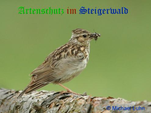 © Artenschutz in Franken® / Michael Luhn Bild zum Eintrag (1047585-160)