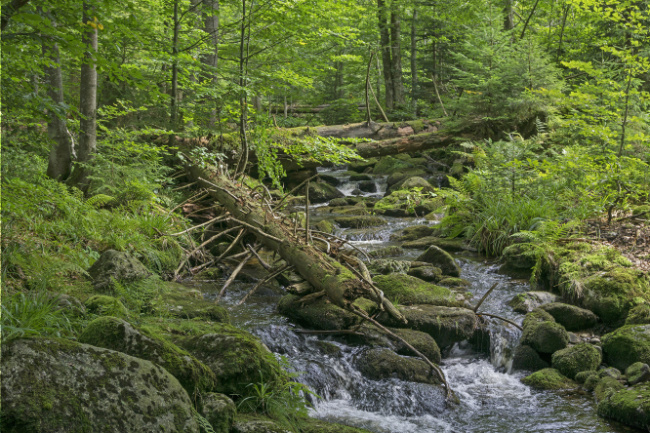 © Foto: Wolfgang Lorenz Bild zum Eintrag (1047908-160)