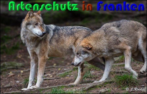 © Artenschutz in Franken® / Johannes Rother Bild zum Eintrag (1047916-160)