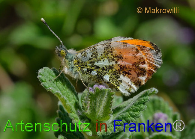 © Artenschutz in Franken® / Makrowilli Bild zum Eintrag (1047920-160)