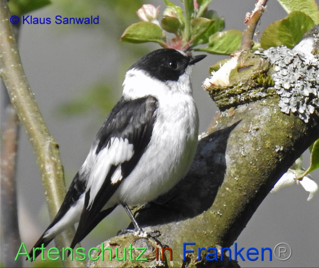 © Artenschutz in Franken® / Klaus Sanwald Bild zum Eintrag (1048020-160)