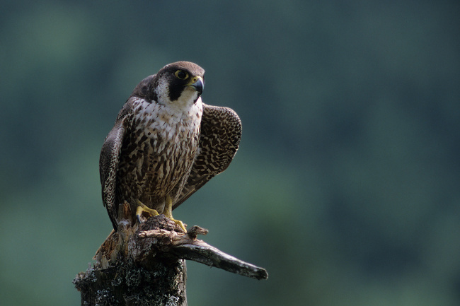 © Foto: Michael Göggelmann Bild zum Eintrag (1048152-160)