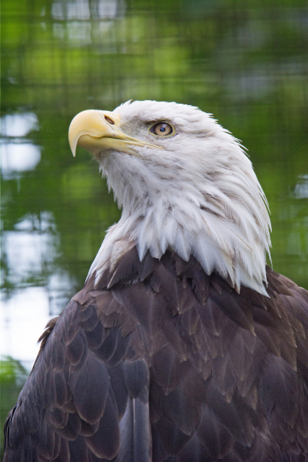 © ZOOLOGISCHER GARTEN MAGDEBURG gGmbH Bild zum Eintrag (1048179-160)