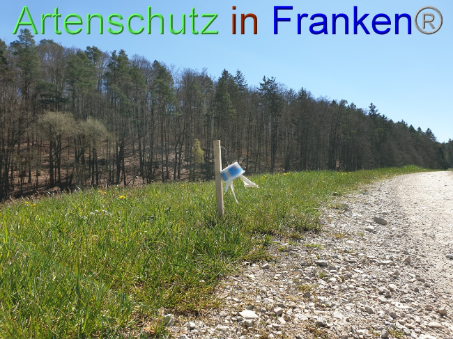 © Artenschutz in Franken® Bild zum Eintrag (1048232-160)