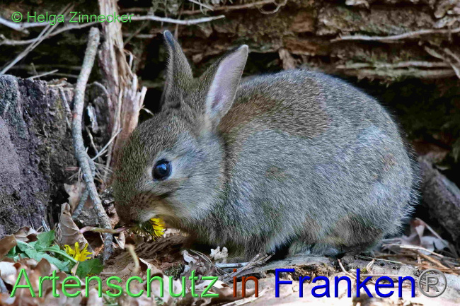 Ā© Artenschutz in FrankenĀ® / Helga Zinnecker Bild zum Eintrag (1048242-160)
